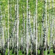 Коллекция Березовая роща